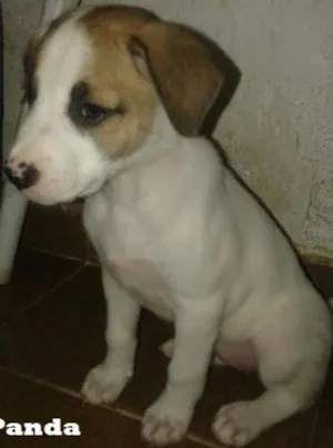 Cachorro raça SRD idade 2 a 6 meses nome Panda