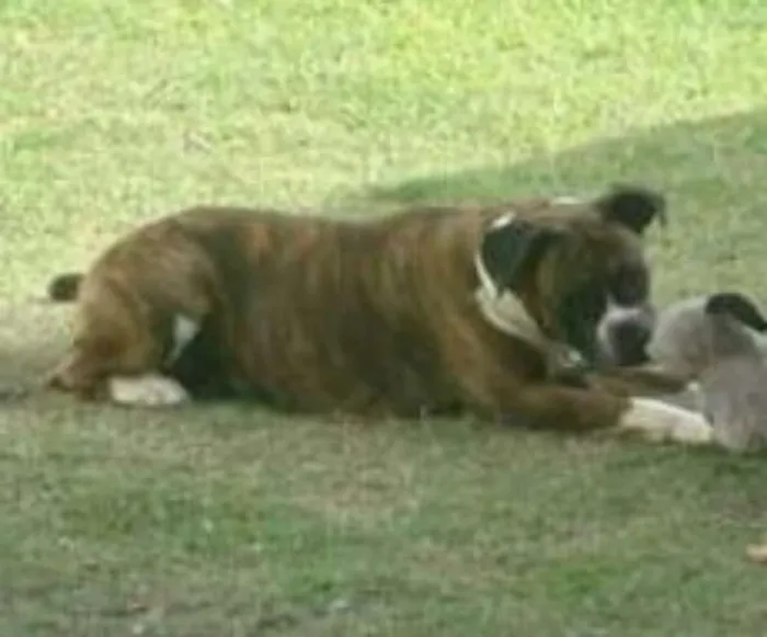 Cachorro ra a Boxer idade 4 anos nome Layla