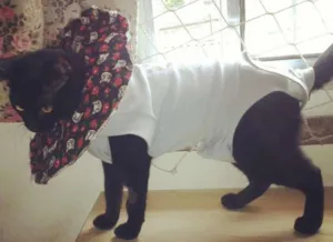 Gato raça SRD idade 2 a 6 meses nome Jade