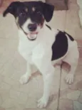 Rabito