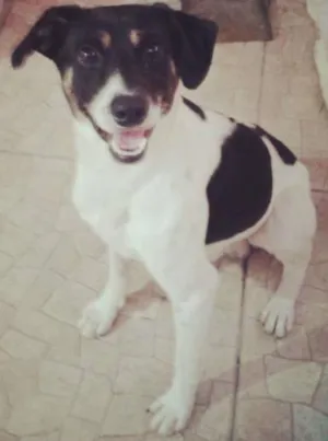 Cachorro raça SRD idade 2 anos nome Rabito