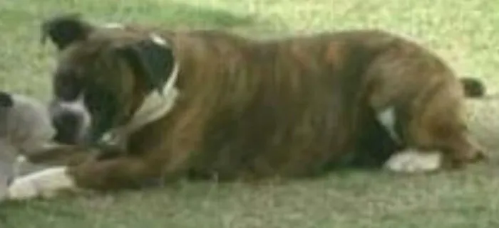 Cachorro ra a Boxer idade 4 anos nome Layla