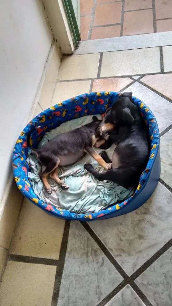 Cachorro raça misturado  idade 2 a 6 meses nome ñ tem nome