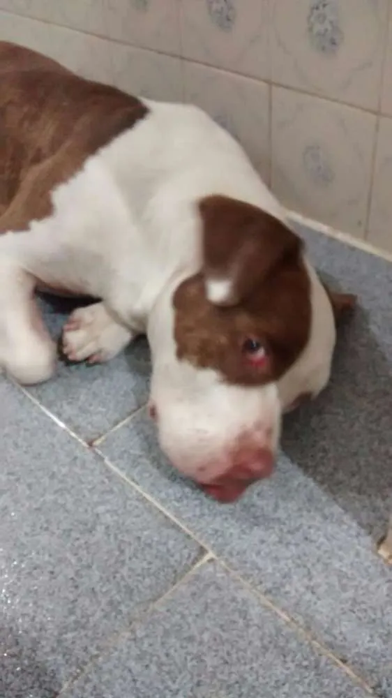 Cachorro ra a American pitt bull terrier idade 2 anos nome Mike