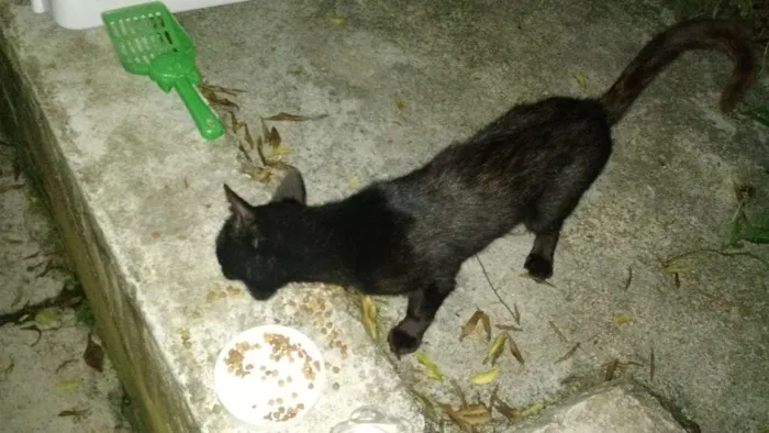 Gato ra a Vira lata idade 7 a 11 meses nome Sem nome