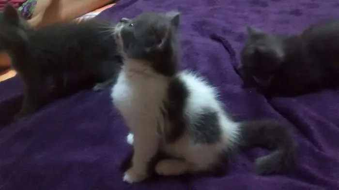 Gato ra a Vira-lata idade 2 a 6 meses nome Pintadinha