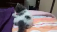 Pintadinha