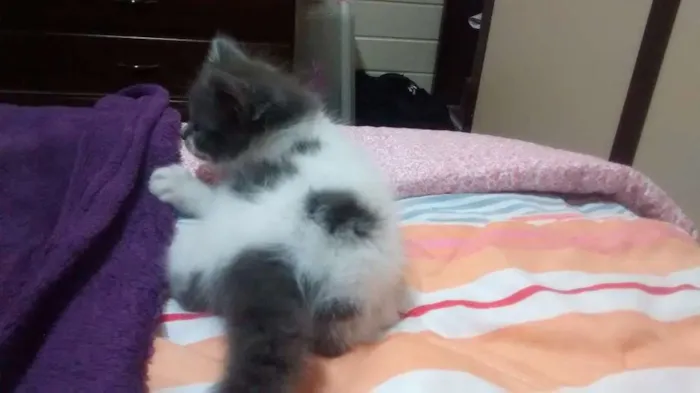 Gato ra a Vira-lata idade 2 a 6 meses nome Pintadinha