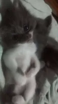 Pintadinha