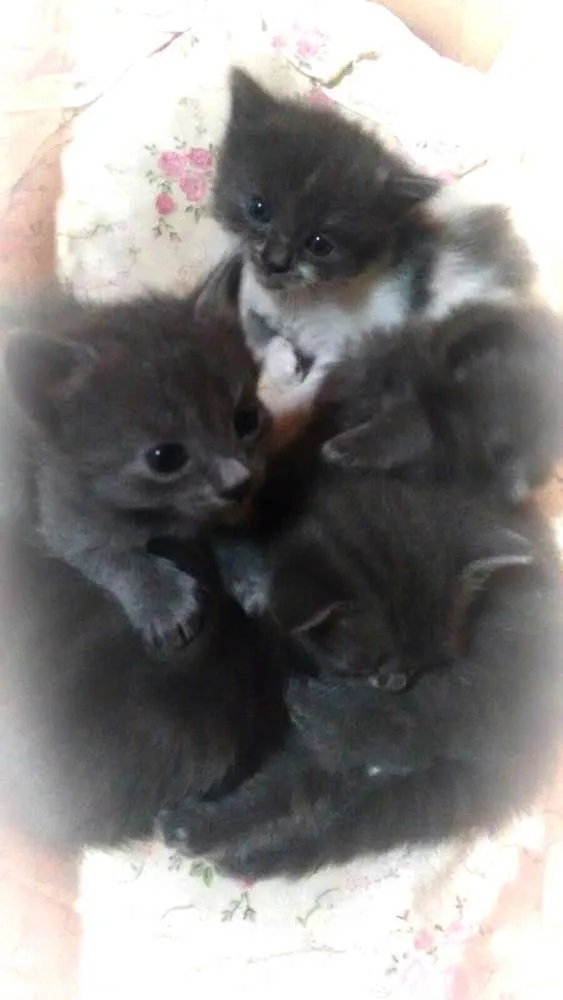 Gato ra a Vira-lata idade 2 a 6 meses nome Pintadinha