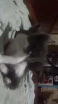 Pintadinha