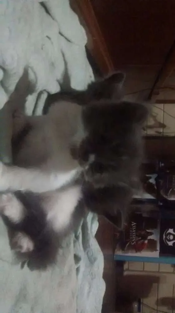 Gato ra a Vira-lata idade 2 a 6 meses nome Pintadinha