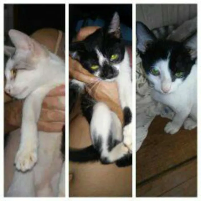 Gato ra a  idade  nome varios