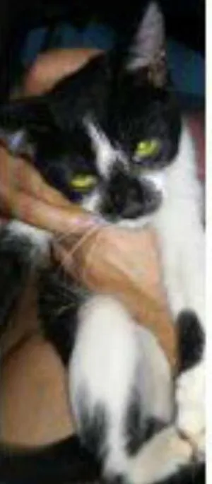 Gato raça  idade  nome varios