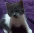 Pintadinha