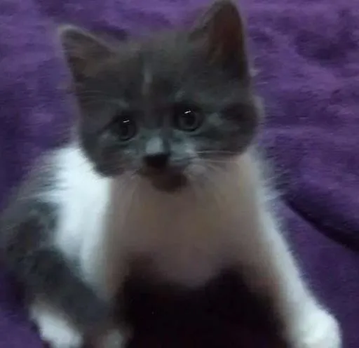 Gato ra a Vira-lata idade 2 a 6 meses nome Pintadinha