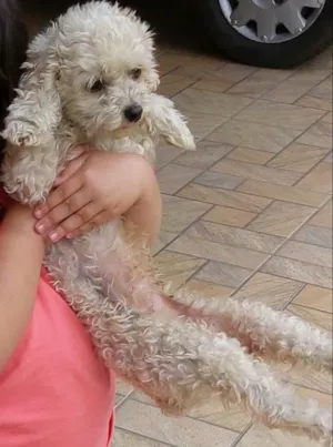 Cachorro raça Poodle idade 3 anos nome Mel e Nina