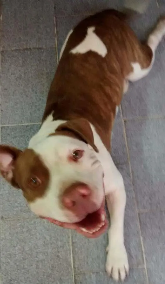 Cachorro ra a American pitt bull terrier idade 2 anos nome Mike