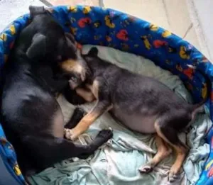 Cachorro raça misturado  idade 2 a 6 meses nome ñ tem nome