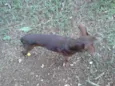 Desconhecido