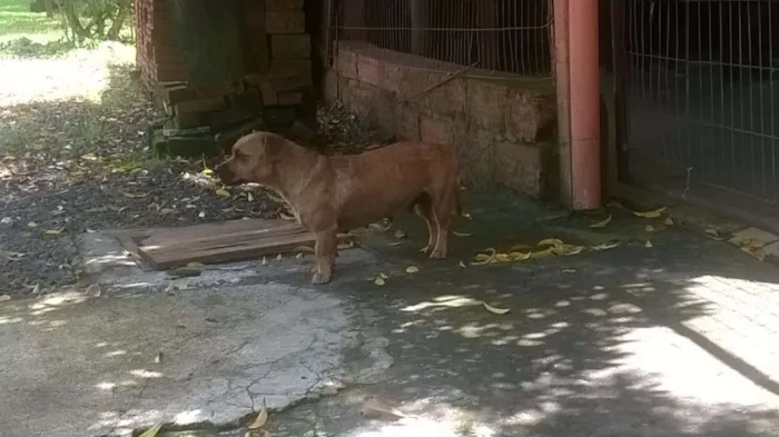 Cachorro ra a Vira-lata idade 2 anos nome Tina