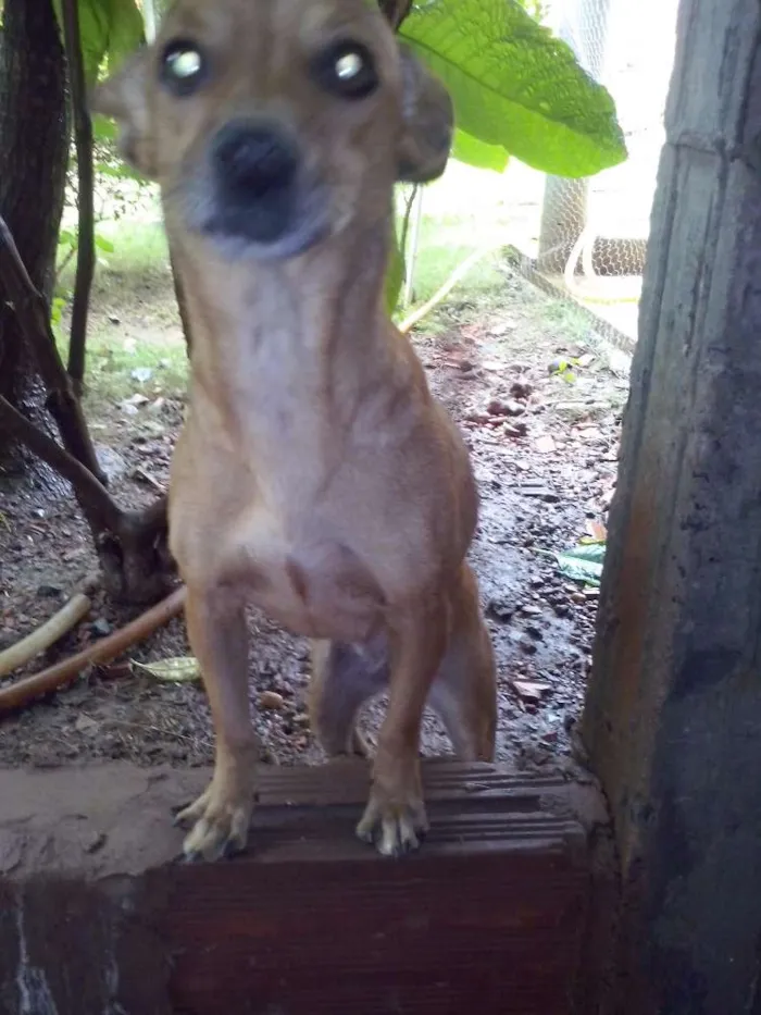 Cachorro raça SRD idade 1 ano nome Akira