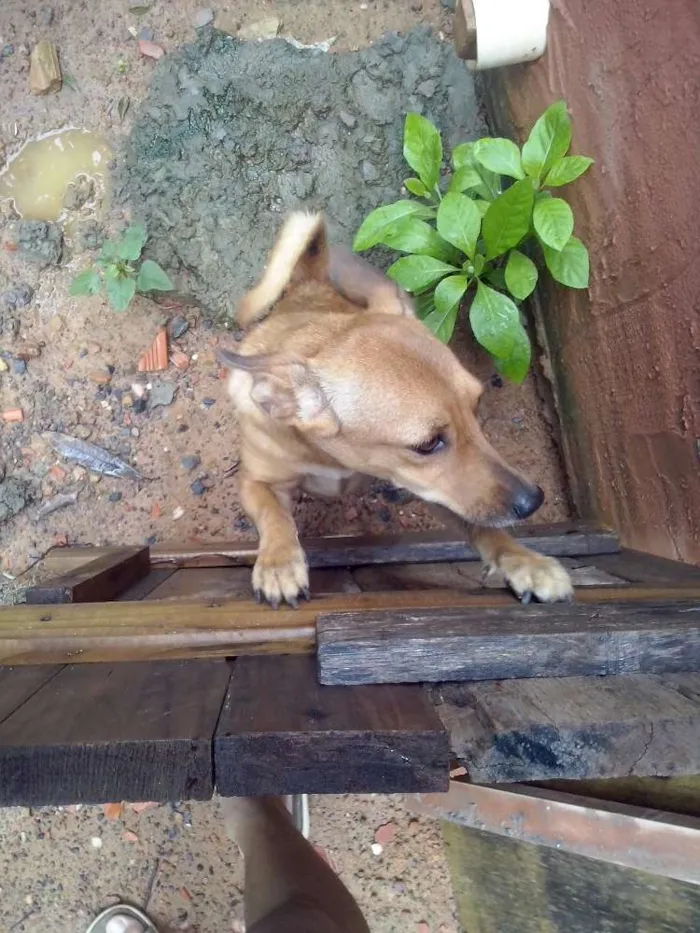 Cachorro raça SRD idade 1 ano nome Akira