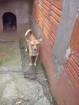 Akira