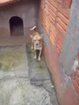 Akira