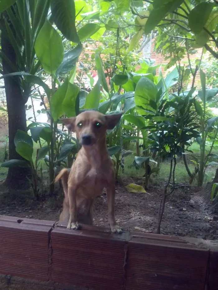 Cachorro raça SRD idade 1 ano nome Akira
