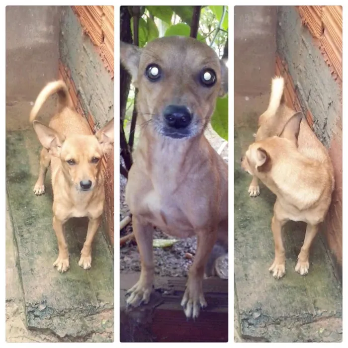Cachorro raça SRD idade 1 ano nome Akira