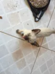 gatinhos