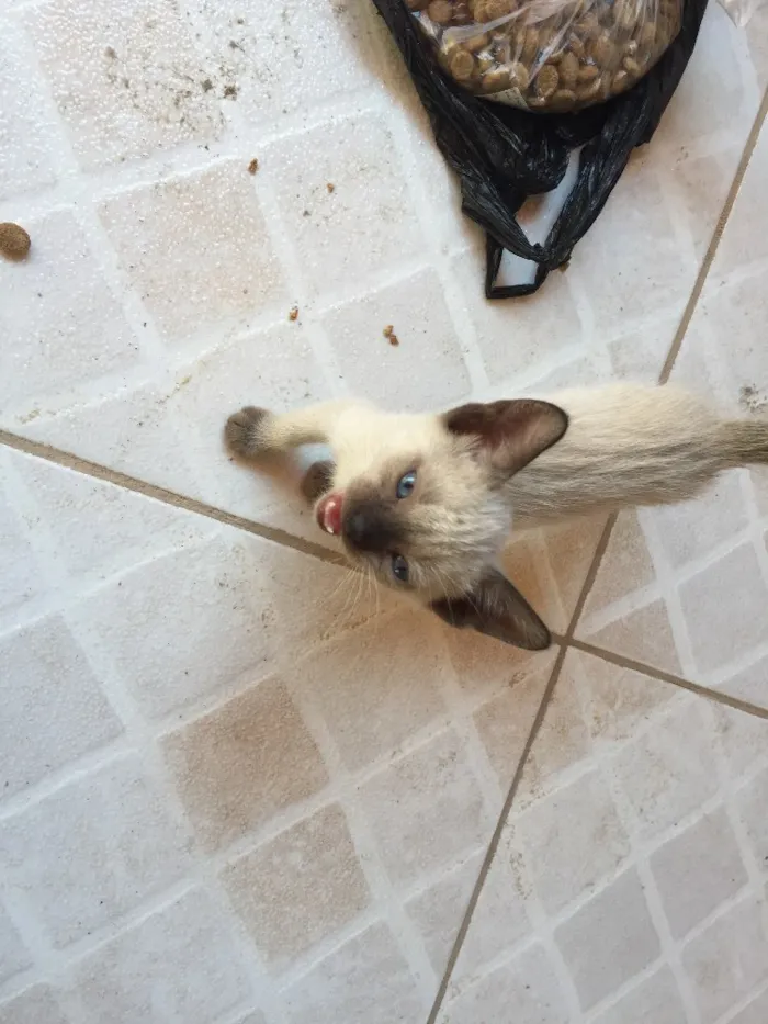 Gato raça Siamês  idade Abaixo de 2 meses nome gatinhos
