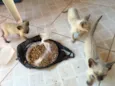 gatinhos