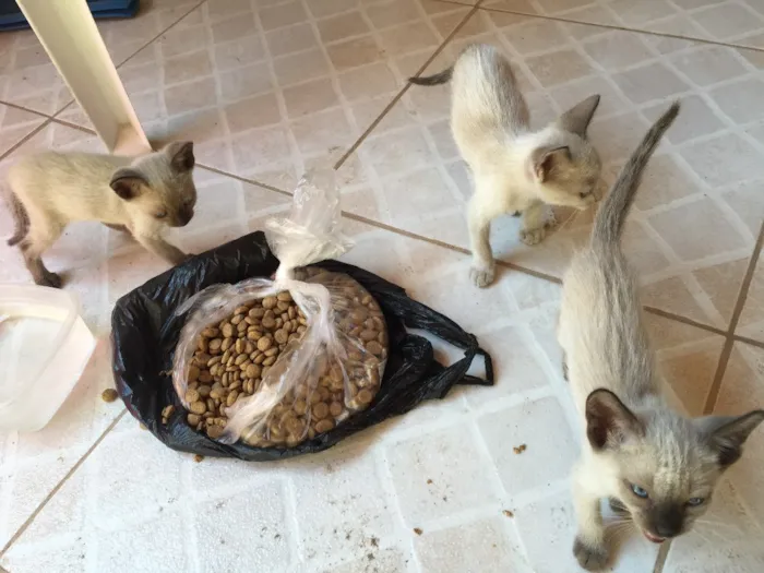 Gato raça Siamês  idade Abaixo de 2 meses nome gatinhos