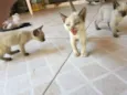 gatinhos
