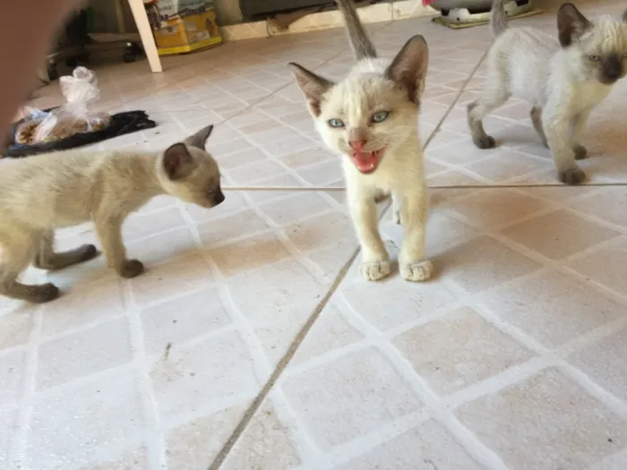 Gato raça Siamês  idade Abaixo de 2 meses nome gatinhos