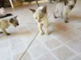 gatinhos
