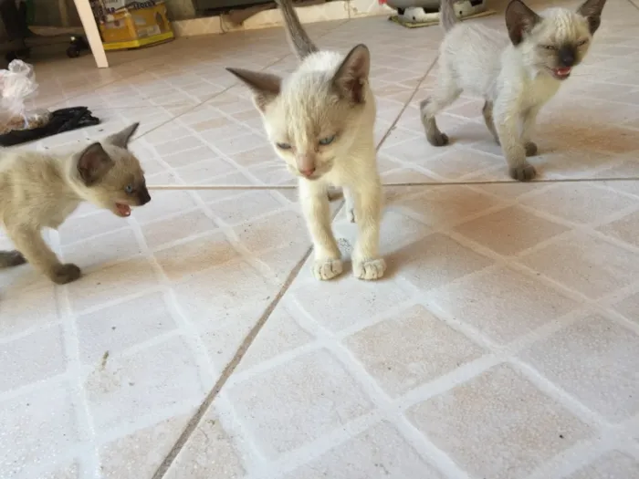 Gato raça Siamês  idade Abaixo de 2 meses nome gatinhos