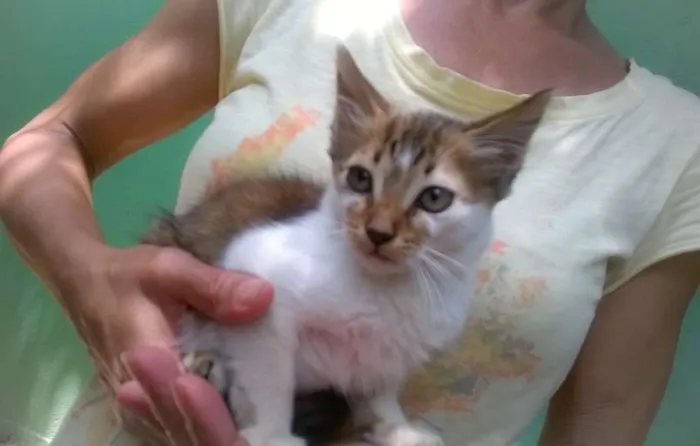 Gato ra a SRD idade 2 a 6 meses nome Gatinha