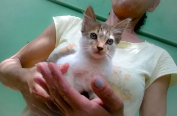 Gato ra a SRD idade 2 a 6 meses nome Gatinha