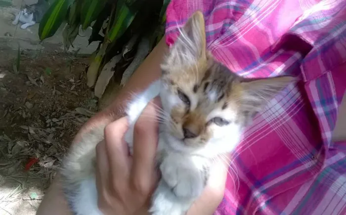Gato ra a SRD idade 2 a 6 meses nome Gatinha