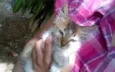 Gatinha