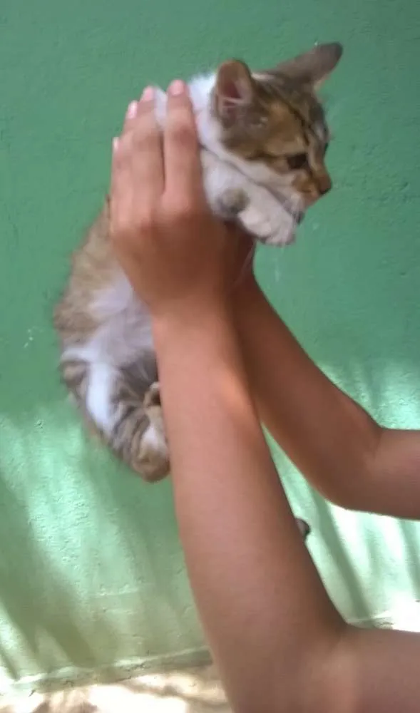 Gato ra a SRD idade 2 a 6 meses nome Gatinha