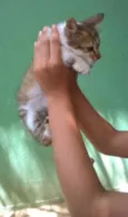 Gatinha