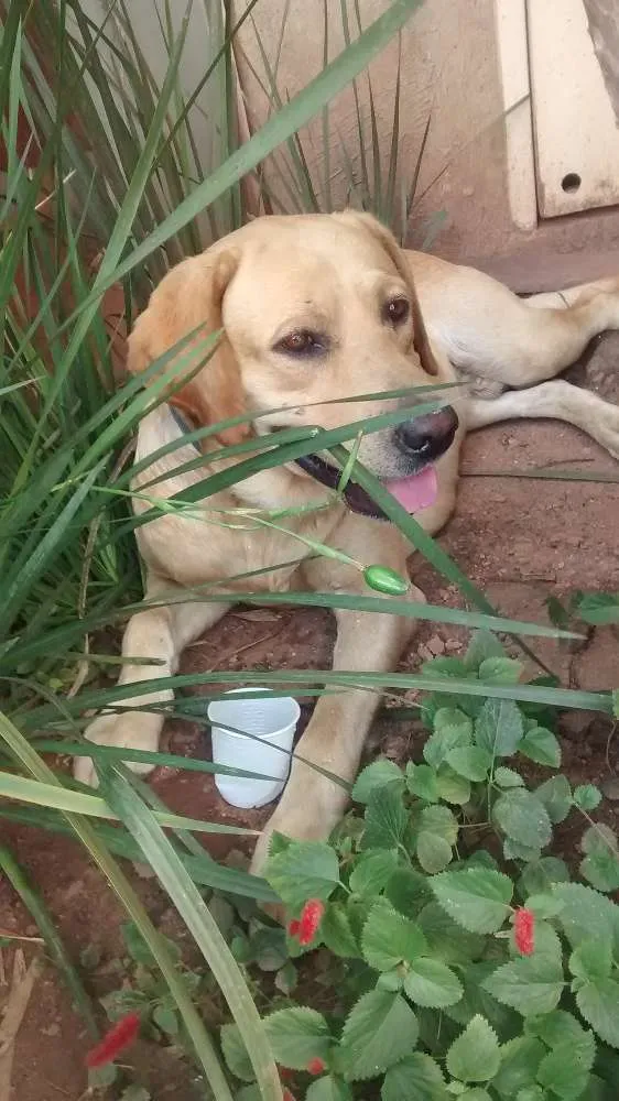 Cachorro ra a Labrador idade  nome Belo