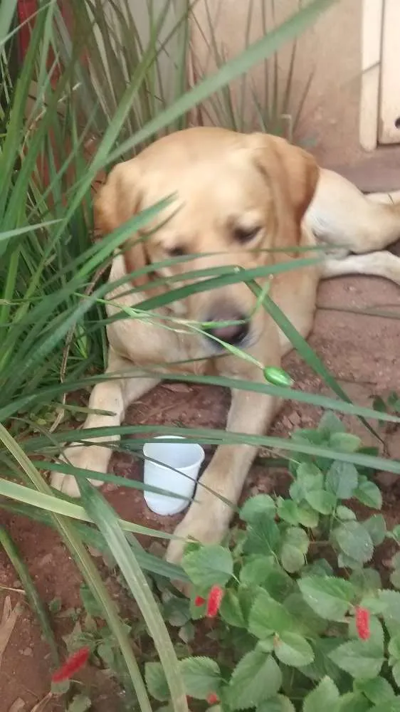 Cachorro ra a Labrador idade  nome Belo