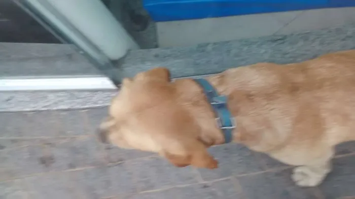 Cachorro ra a Labrador idade  nome Belo