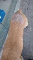 Belo