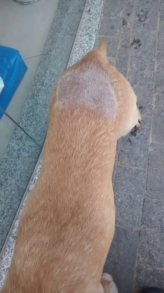 Cachorro ra a Labrador idade  nome Belo